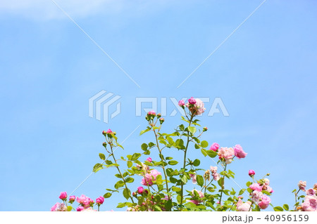 初夏のバラ ピンクのバラの花 初夏のバラ ピンクのバラの花 40956159