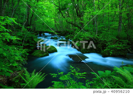 新緑の奥入瀬渓流 40956210