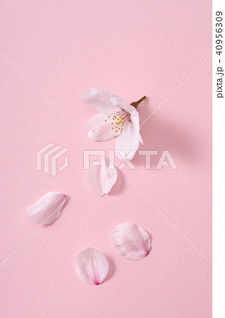 桜の花びら 40956309