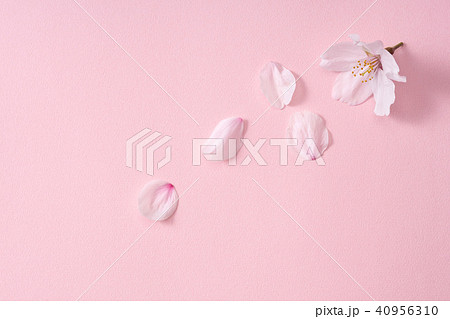 桜の花びら 40956310