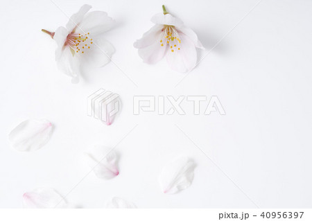桜の花びら 40956397