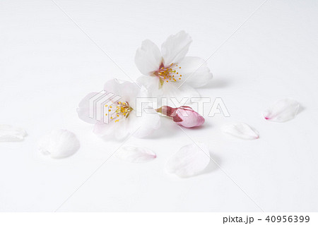 桜の花びら 40956399