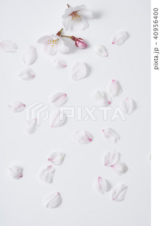桜の花びら 40956400