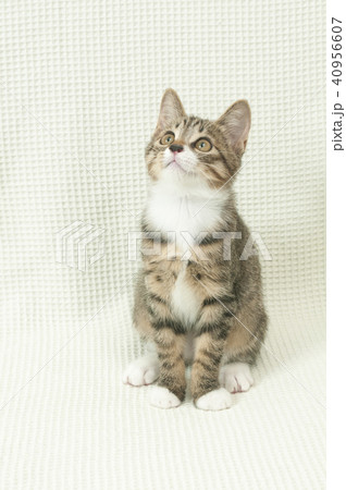 おすわりする猫 40956607