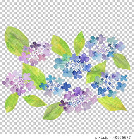 あじさい　Hydrangea 40956677