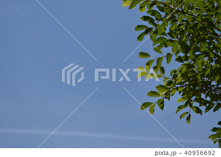 青空  新緑  飛行機雲  きれい  コピースペース 40956692