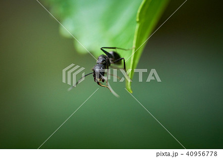 蟻　休憩 40956778