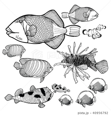 Seafishcollectionのイラスト素材