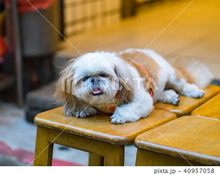 春 泉 湧水 40957058