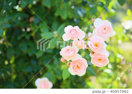 初夏のバラ サーモンピンクのバラの花の写真素材