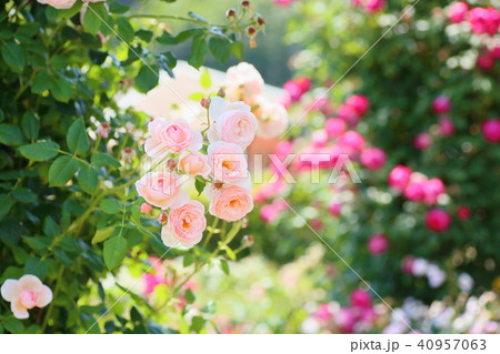 初夏のバラ サーモンピンクのバラの花の写真素材