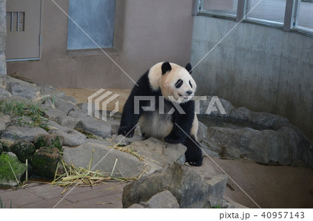 アドベンチャーワールドのパンダ 40957143