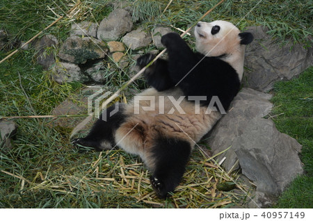 アドベンチャーワールドのパンダ 40957149