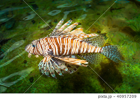 Lion fish swimming in the pool of aquatic species. 40957209
