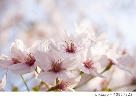 ソメイヨシノ ソメイヨシノ 40957222