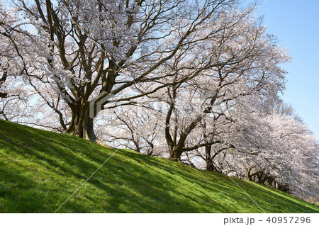 淀川河川公園背割堤地区の桜 淀川河川公園背割堤地区の桜 40957296