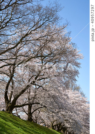 淀川河川公園背割堤地区の桜 淀川河川公園背割堤地区の桜 40957297