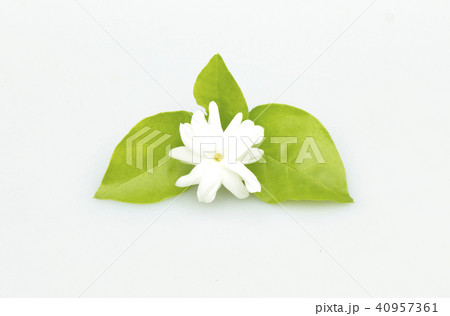 White jasmine flowers fresh flowers 40957361