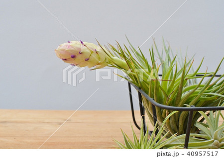 エアプランツの花 エアプランツの花 40957517