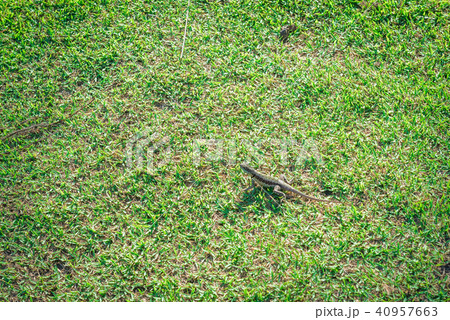 Gray lizard beautiful animal in the nature 40957663