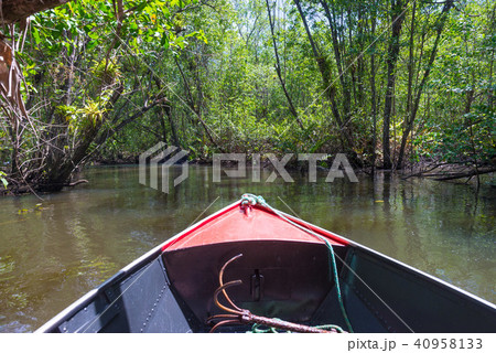 Canoe crossing a mangrove canal under trees Canoe crossing a mangrove canal under trees 40958133