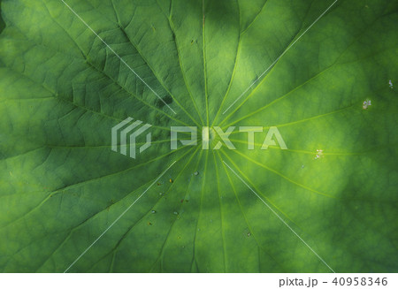 Lotus green leaf closeup Lotus green leaf closeup 40958346