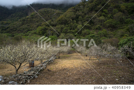 White plum flowers 40958349