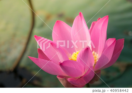 Pink lotus flower 40958442
