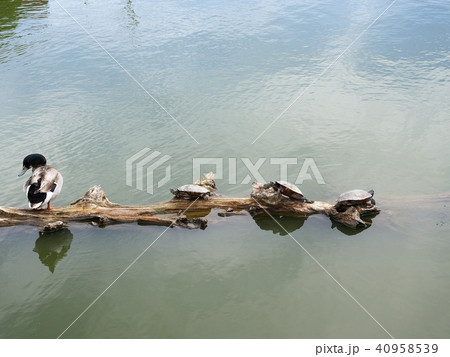 吹田　市場池公園　カモとなかよしカメ 40958539