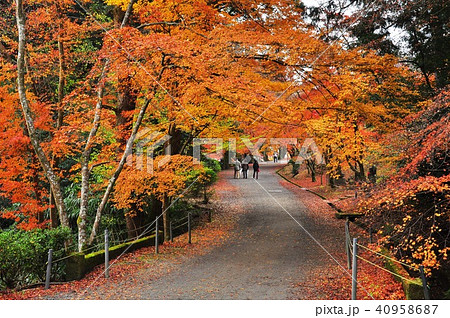 滋賀県三井寺境内の紅葉 滋賀県三井寺境内の紅葉 40958687