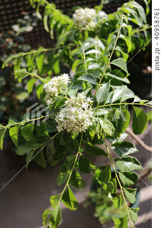 カレーリーフの花 40958761