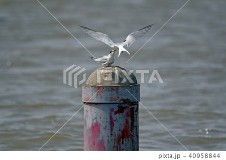 コアジサシの給餌。 コアジサシの給餌。 40958844