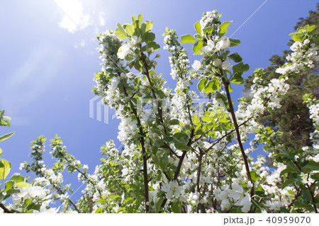 Beautiful flowers on blooming Apple tree at sunlight Beautiful flowers on blooming Apple tree at sunlight 40959070