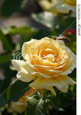 薔薇(ハニーブーケ)さかき千曲川バラ公園 薔薇(ハニーブーケ)さかき千曲川バラ公園 40959072