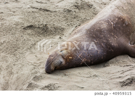 Elephant seal Elephant seal 40959315