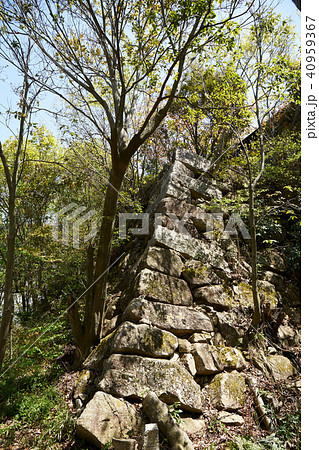 八幡山城跡 八幡山城跡 40959367