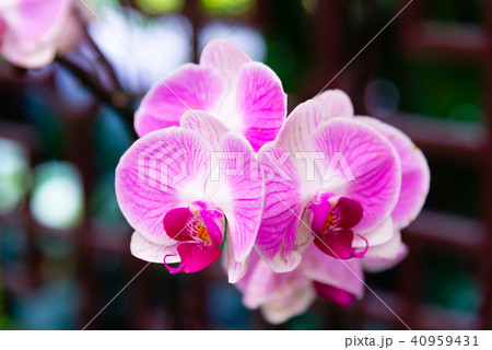 背景 バックグラウンド バックグランド 40959431