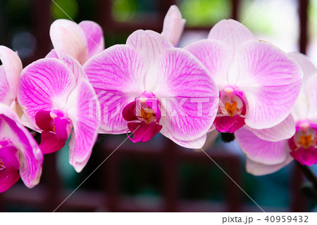 背景 バックグラウンド バックグランド 40959432