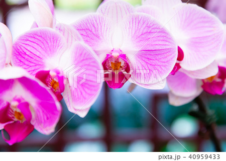 背景 バックグラウンド バックグランド 40959433