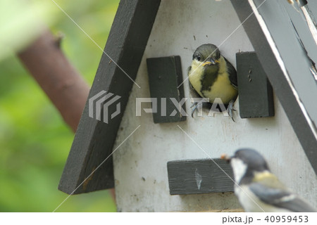 早く出ておいで シジュウカラの巣立ちの写真素材