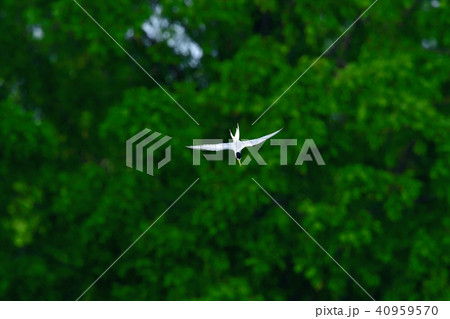 新緑バックに急降下ダイブして餌をとるコアジサシ 40959570