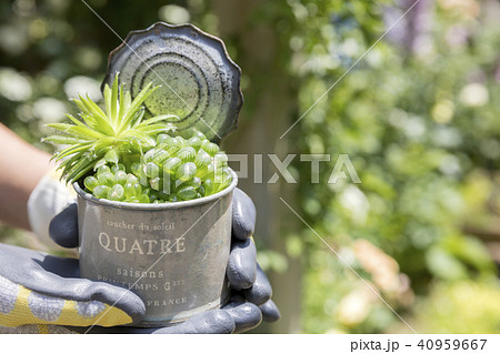 リメイク缶に多肉植物を入れる女性手元の写真素材