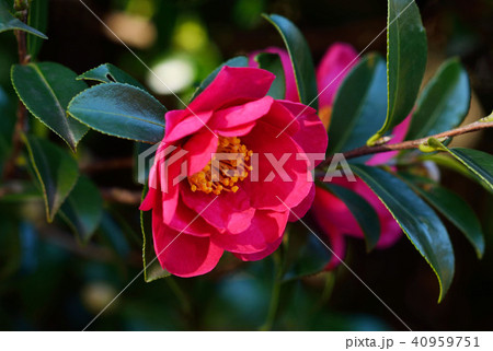 サザンカの花 サザンカの花 40959751