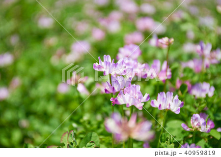 レンゲ畑 40959819