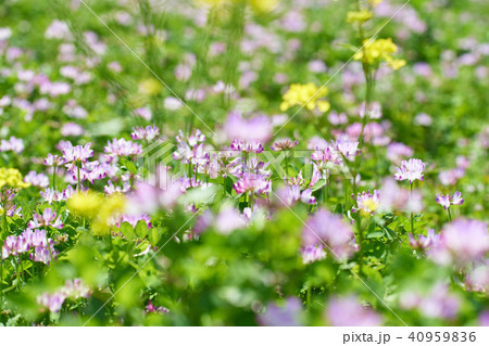 レンゲ畑 レンゲ畑 40959836