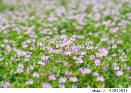 レンゲ畑 レンゲ畑 40959838