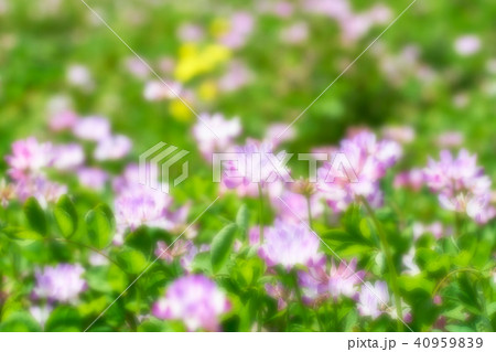 レンゲ畑 40959839