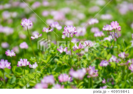 レンゲ畑 レンゲ畑 40959841