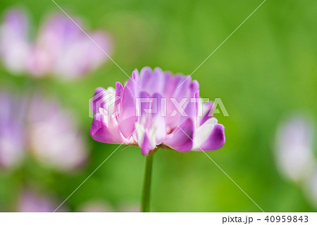 レンゲ畑 40959843