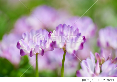 レンゲ畑 40959844